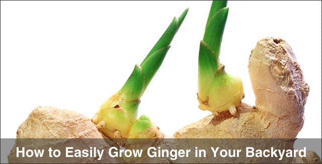 How to Easily Grow Ginger in Your Backyard