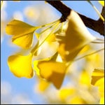 Gingko tree leaves in fall