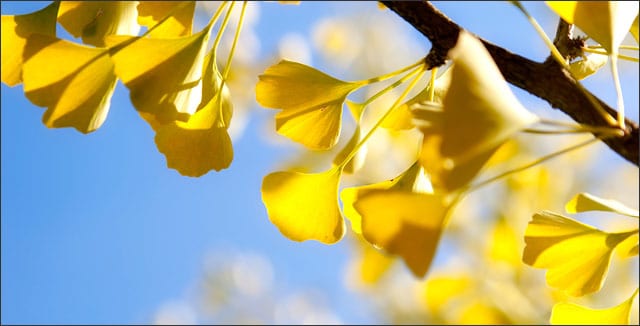 5 Tips on Planting Gingko Trees