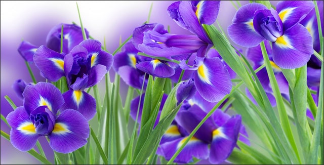 Backyard Gardening - How to Grow Irises