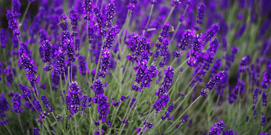 Cavegrrl Com Paleo  Primal Food Wine Travel  Living