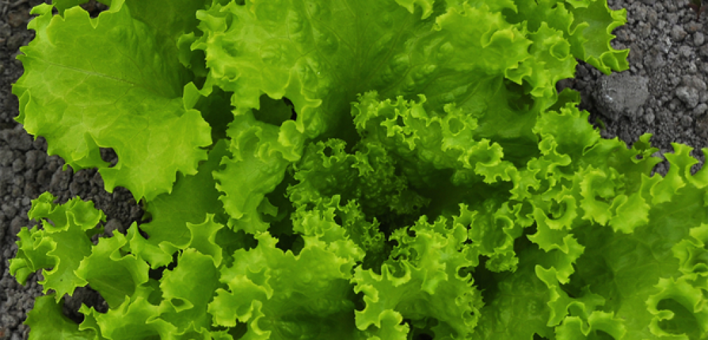 Beginner Gardener Tips: How to Plant Lettuce in 6 Easy Steps
