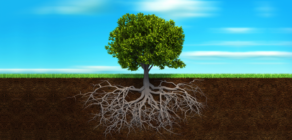 Tree and roots depicting how to grow trees in compacted soil