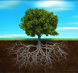 Tree and roots depicting how to grow trees in compacted soil