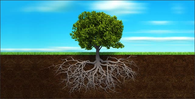 Tree and roots depicting how to grow trees in compacted soil