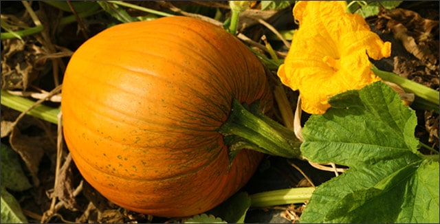 How to Harvest Pumpkins for Best Results