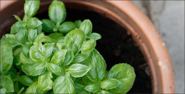4 Healing Herbs You Will Want Grow in Your Backyard