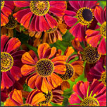 helenium sneezeweed - Deep Root Aeration Tubes | Rootwell Helenium or sneezeweed