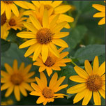 heliopsis false sunflower - Deep Root Aeration Tubes | Rootwell Heliopsis or false sunflower