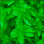 Herb fresh mint