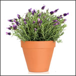 Herb lavender