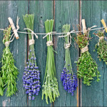 How to Grow Herbs in Mason Jars
