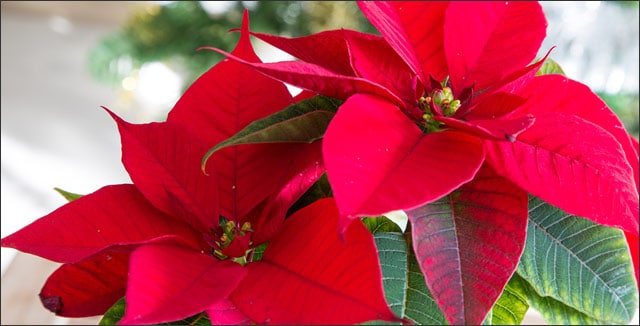 Holiday Plants to Gift