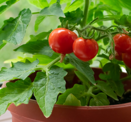 Home gardening method - growing tomatoes on window sill.