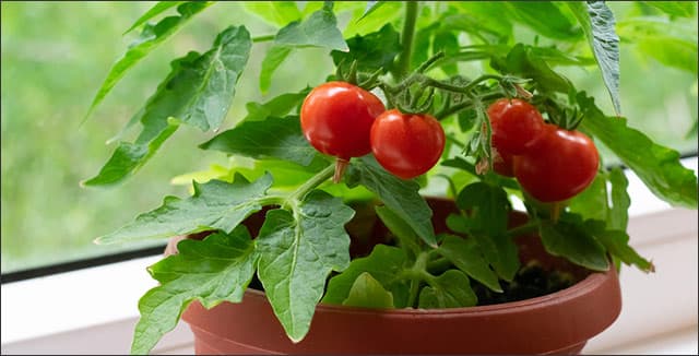 Home gardening method - growing tomatoes on window sill.