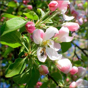 Honey bee on apple blossom