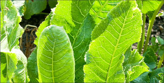 Horseradish leaves