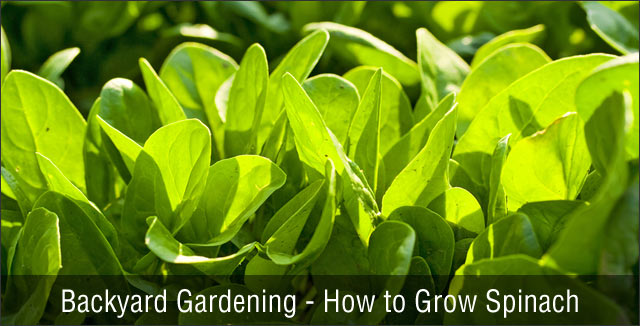 Backyard Gardening - How to Grow Spinach