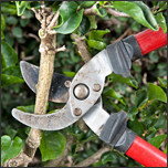 How to prune your garden