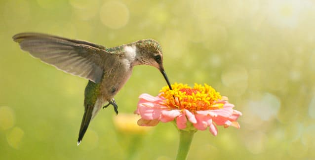 Plants that attract hummingbirds