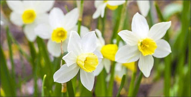 Jack Snipe Daffodils