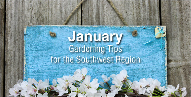January Gardening Tips for the Southwest Region