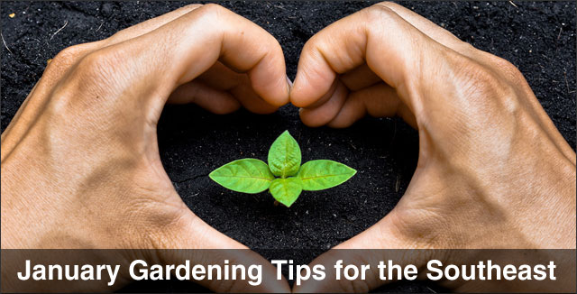 Image result for january gardening tips