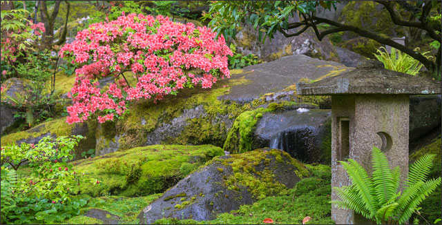 Japanese moss garden