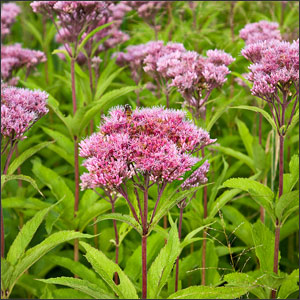 joe pye weed - Deep Root Aeration Tubes | Rootwell Joe Pye Weed