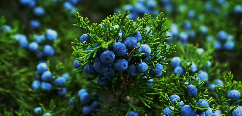 skyrocket juniper for sale near me skyrocket juniper for sale near me