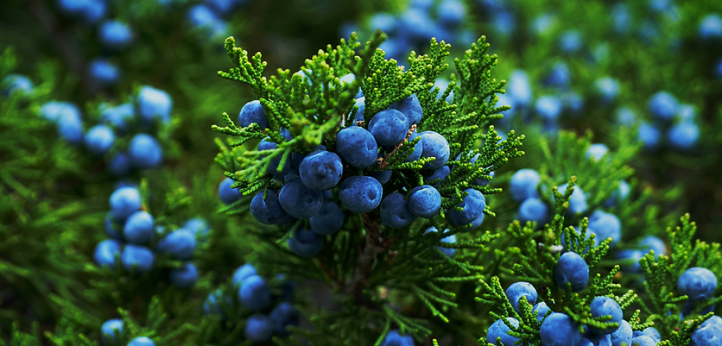 Juniper bush with berries