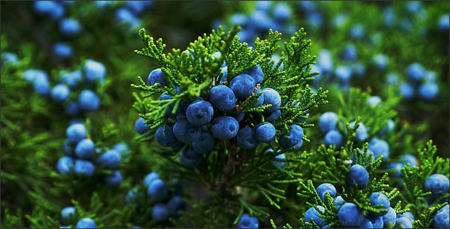 Juniper bush with berries