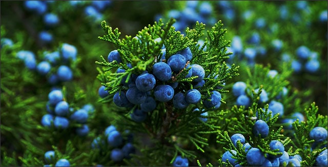 Image of Blue berries on a tree of juniper