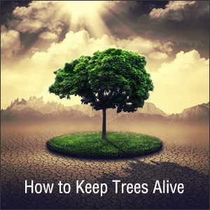 How to Keep Trees Alive