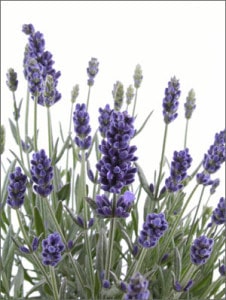Lavender Flowers