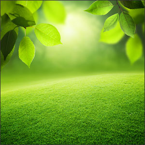 Lawn of your dreams