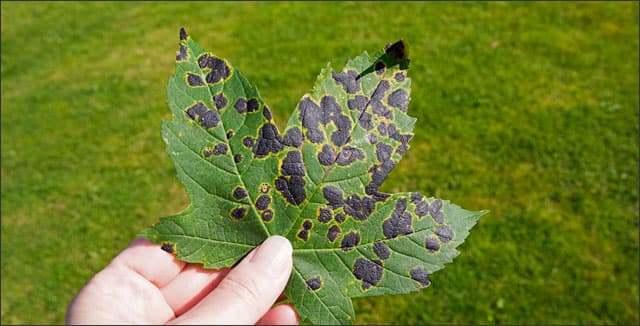 Tar spot (Rhytisma acerinum) on a tree leaf
