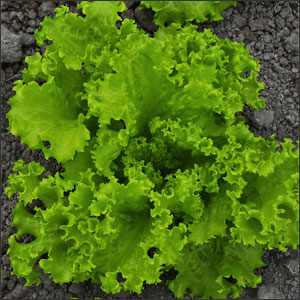How to Plant Lettuce in 6 Easy Steps