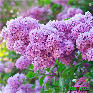 lilac hedge - Deep Root Aeration Tubes | Rootwell lilac-hedge