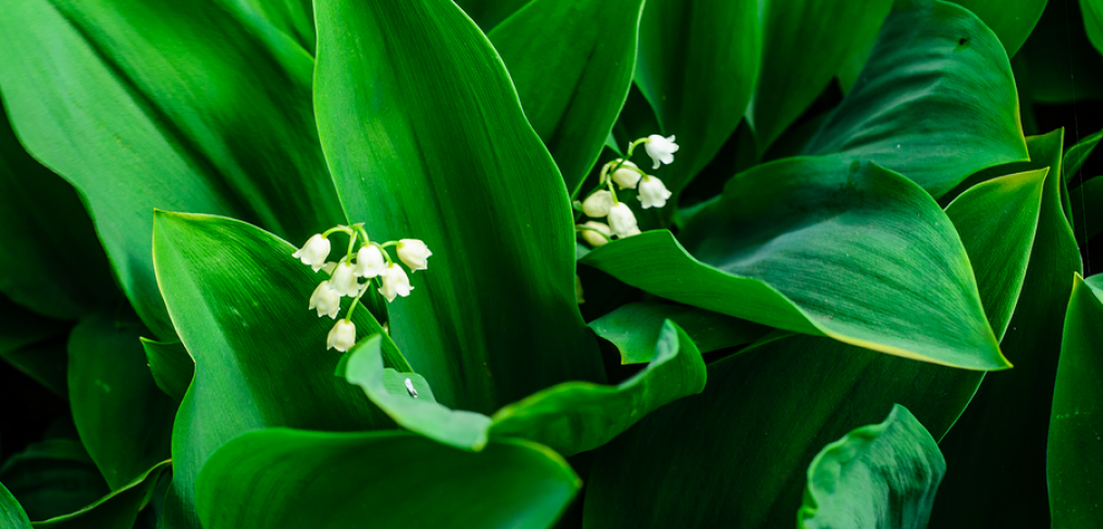 5 Invasive Perennials You May Regret Planting