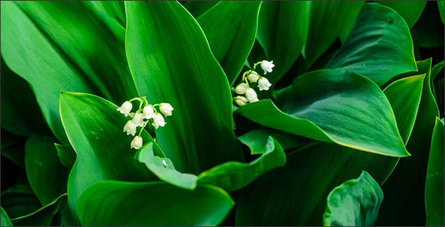 Invasive Perennials - Lily of the valley