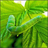 Green Looper Worm