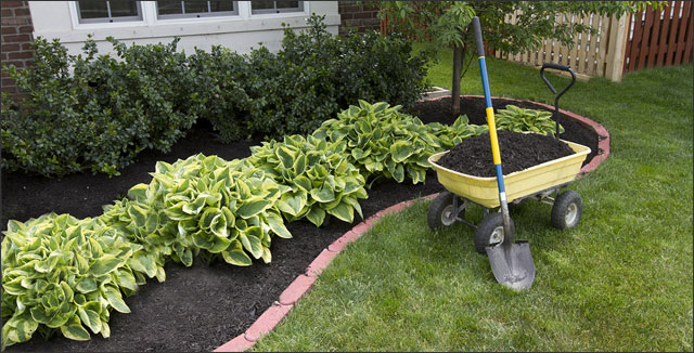 Hostas and mulch depicting How to Create a Low Maintenance Garden