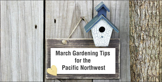 March Gardening Tips for the Pacific Northwest