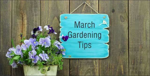 March Gardening Tips Midwest Mountain