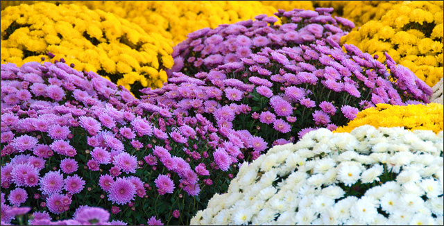 How to Grow Marvelous Mums