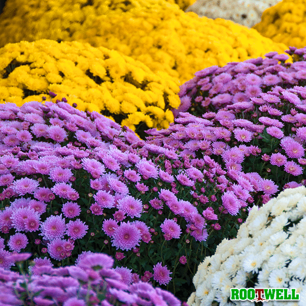 How to Grow Marvelous Mums