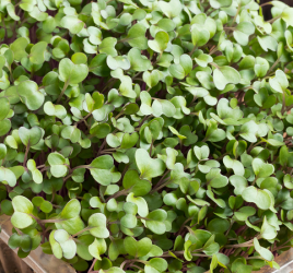 Microgreens growing tips