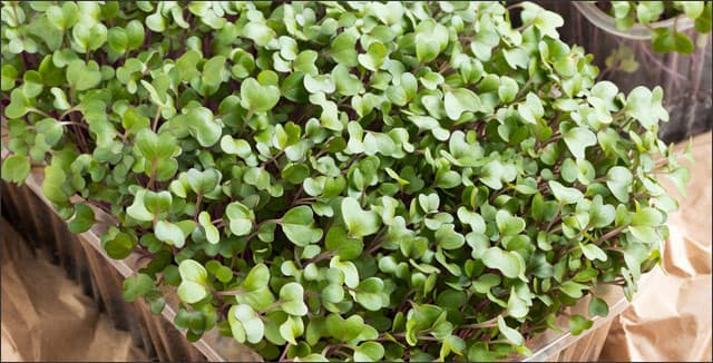 Microgreens growing tips