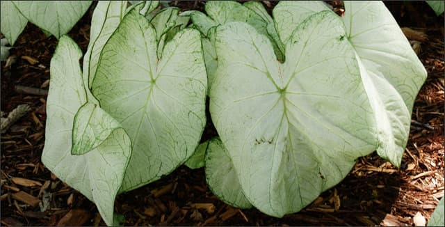 Moonlight caladium plant